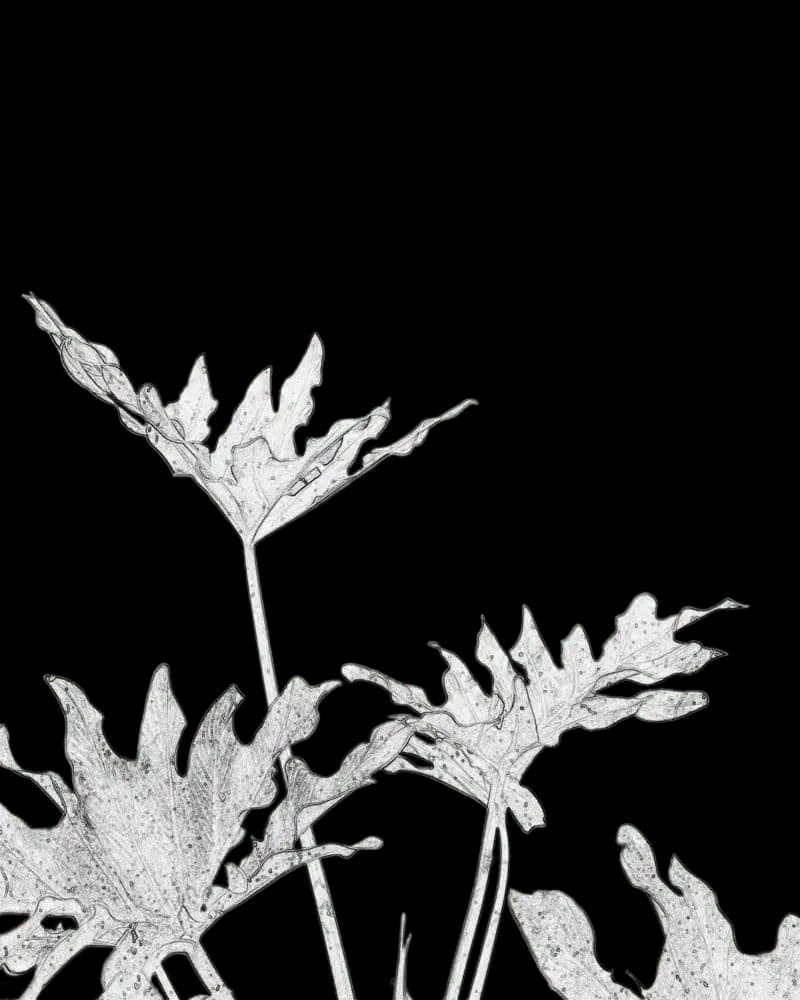 Plants